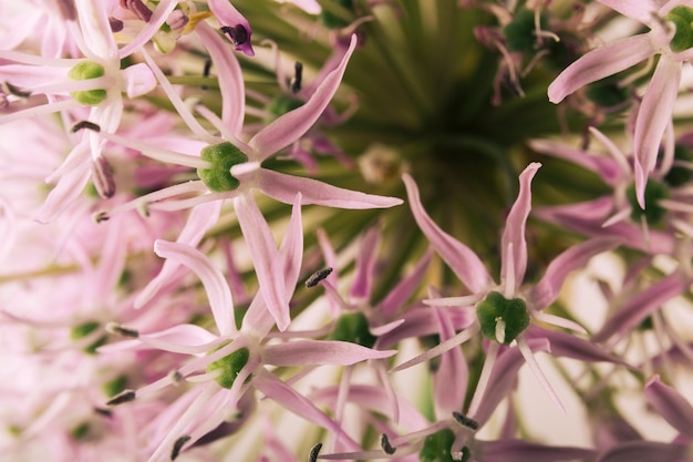 Foto gratuita floración de flores rosadas