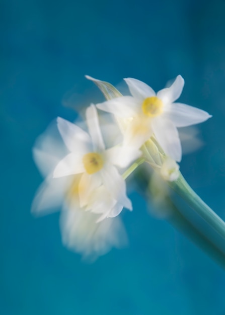 Foto gratuita floración natural con efecto de desenfoque