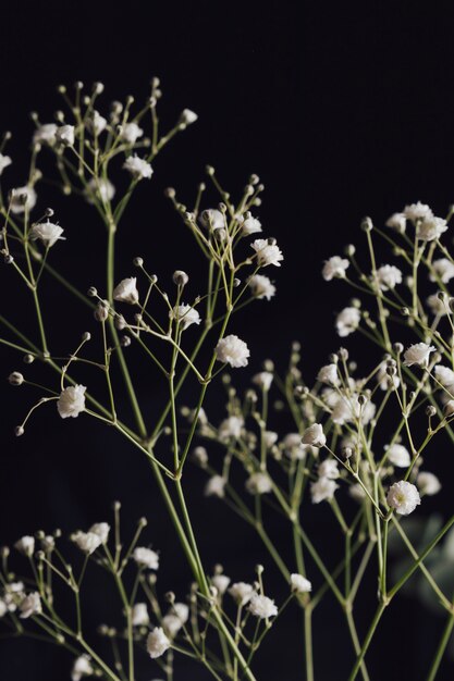 Floraciones aromáticas ligeras sobre ramitas.