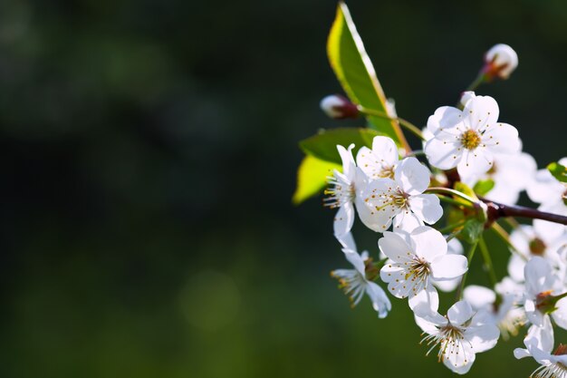 Florece rama de árbol contra el fondo borroso