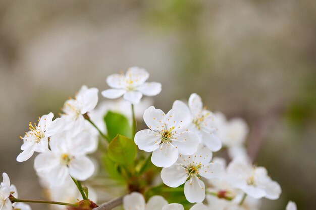 florece la rama de un árbol con copyspace