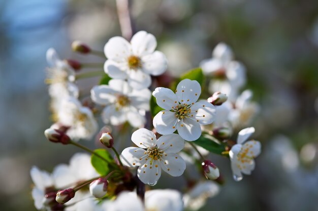 Florece rama de árbol