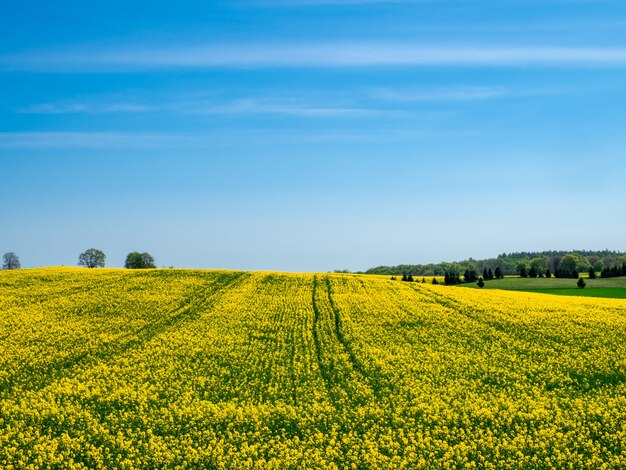 floreciente campo amarillo en una colina bajo un cielo azul claro
