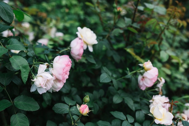 Florecientes flores blancas y rosadas con hojas verdes.