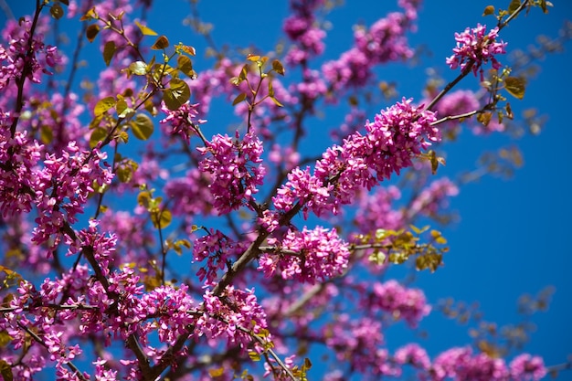 Foto gratuita florecimiento cercis siliquastrum plan