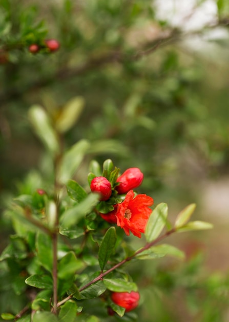 Foto gratuita floreció la vida de la granja de flores