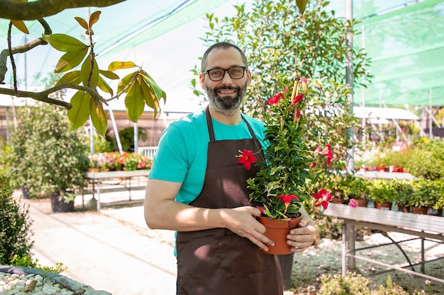 Floreria macho feliz caminando en invernadero, sosteniendo la olla con planta con flores, plano medio, copie el espacio. Trabajo de jardinería o concepto de botánica