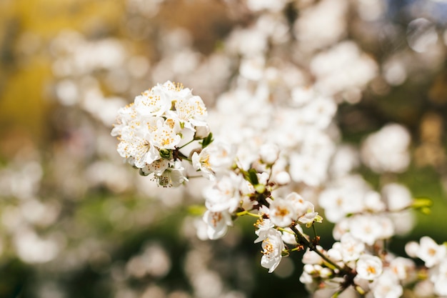 Flores al aire libre