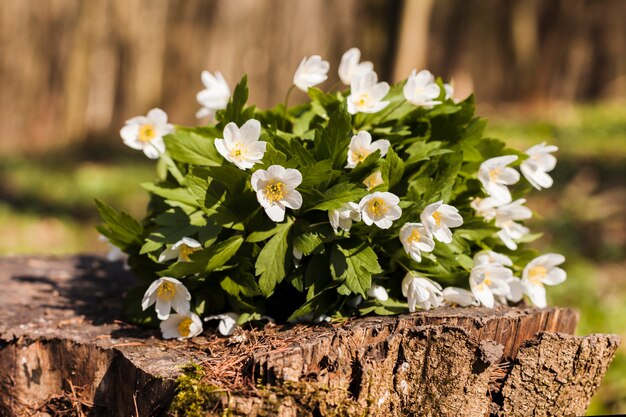 Flores al aire libre