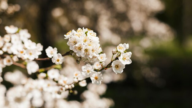 Flores al aire libre