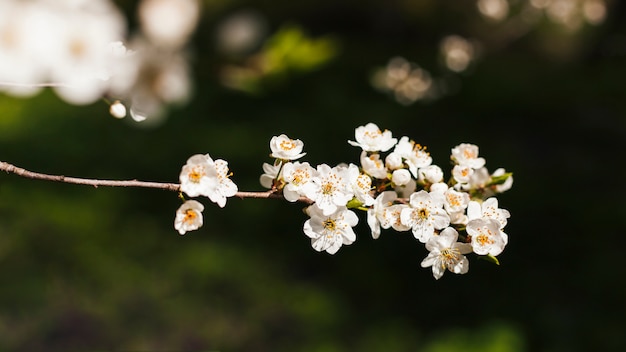 Flores al aire libre