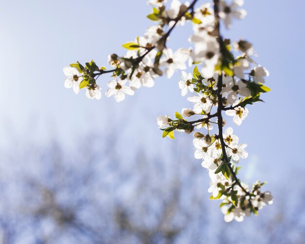 Flores al aire libre