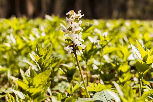 Flores al aire libre