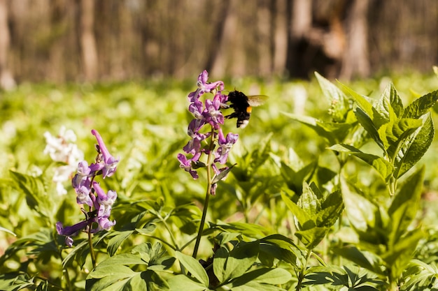 Flores al aire libre