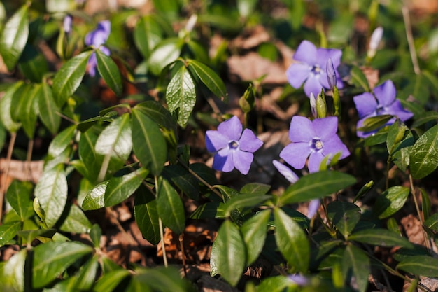 Flores al aire libre