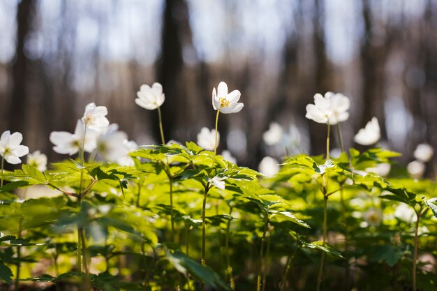 Flores al aire libre