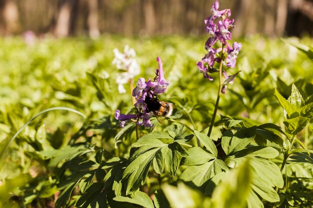 Flores al aire libre