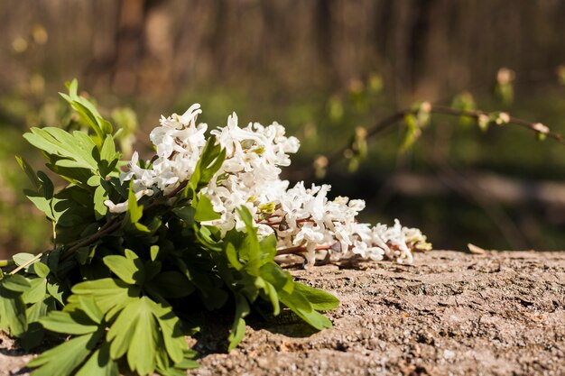 Flores al aire libre