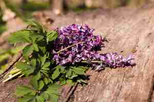 Foto gratuita flores al aire libre