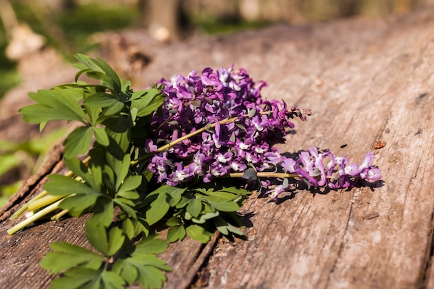 Flores al aire libre