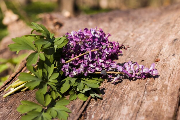 Flores al aire libre