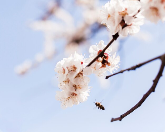 Flores al aire libre