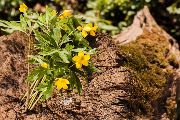 Flores al aire libre