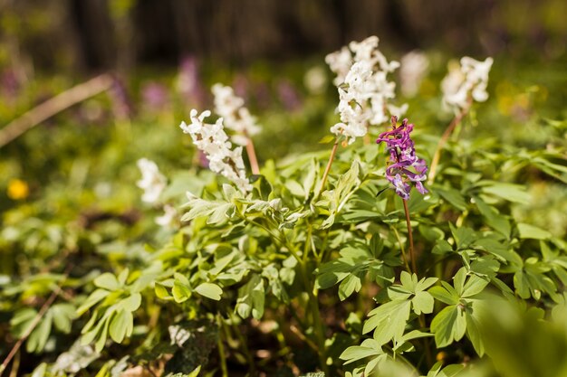 Flores al aire libre