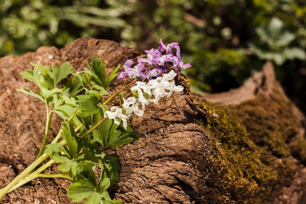 Flores al aire libre