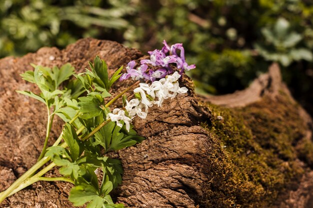 Flores al aire libre