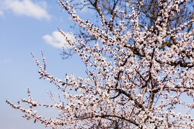 Flores al aire libre