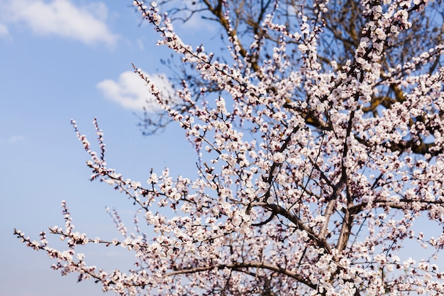 Flores al aire libre