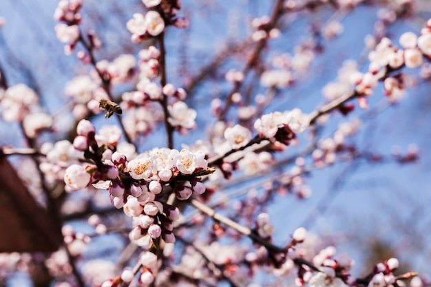 Flores al aire libre