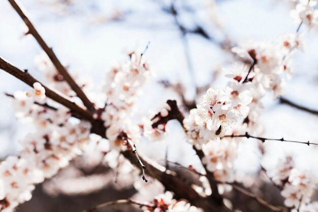 Flores al aire libre