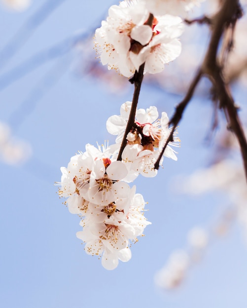 Foto gratuita flores al aire libre