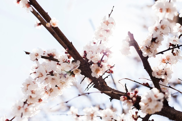 Flores al aire libre