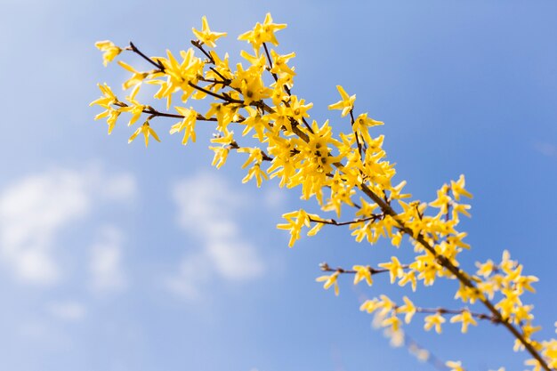 Flores al aire libre