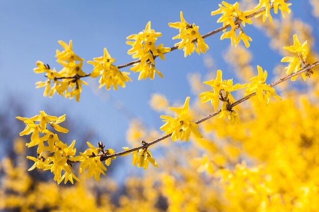 Flores al aire libre