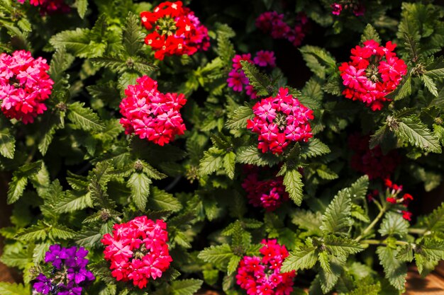 Flores al aire libre