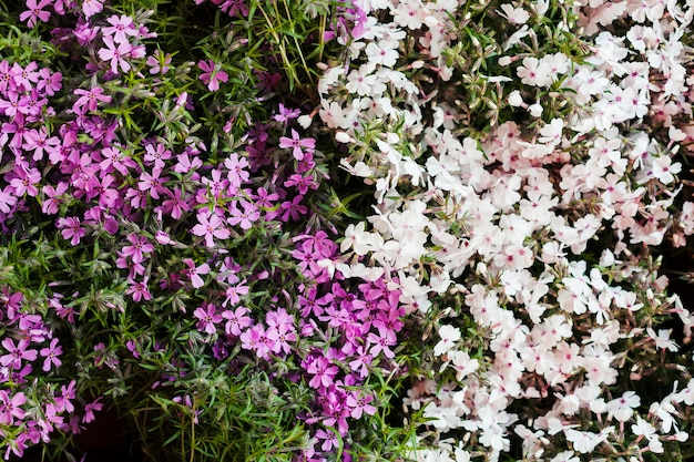 Flores al aire libre