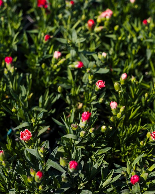 Flores al aire libre