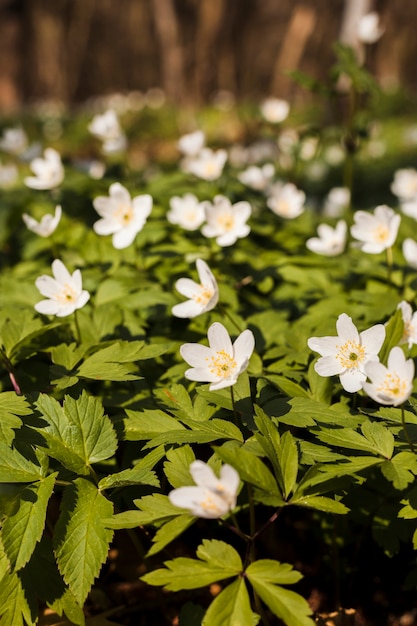 Foto gratuita flores al aire libre