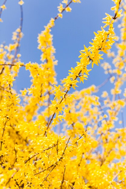 Flores al aire libre