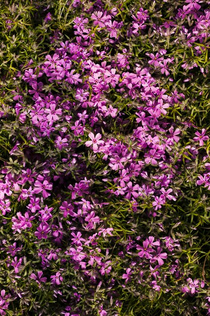 Flores al aire libre