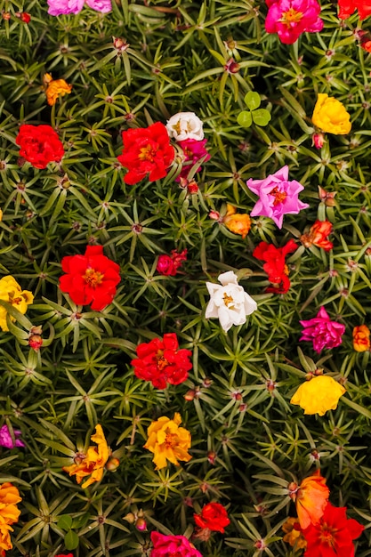 Foto gratuita flores al aire libre