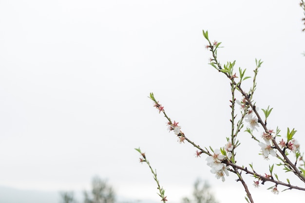 Flores del almendro bonitas con el cielo de fondo