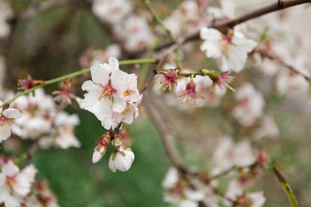 Flores del almendro bonitas con fondo borroso