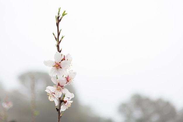 Flores del almendro bonitas con fondo borroso