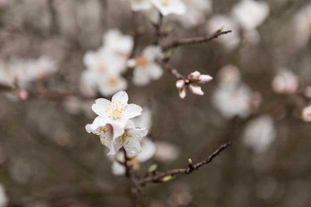 Foto gratuita flores del almendro con gotas de agua y fondo borroso