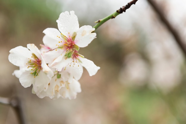 Flores del almendro con gotas de agua